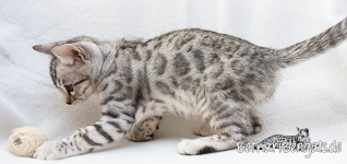Silber rosetted Bengal